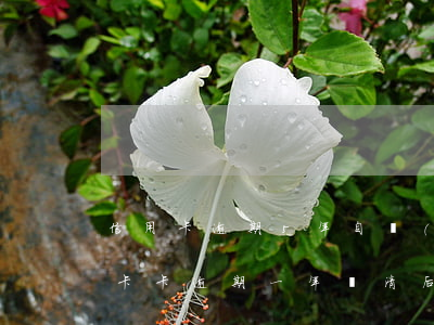 信用卡逾期5年自動(dòng)清理(信用卡卡逾期一年還清后5年會(huì)清除不良記錄嗎)