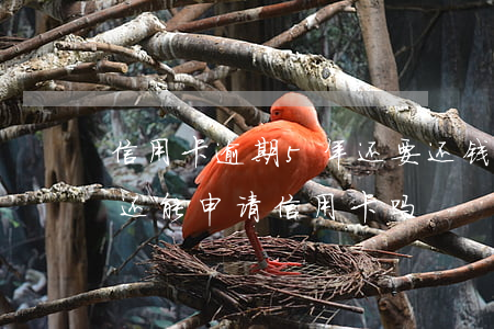 信用卡逾期5年还要还钱吗(五年前有过逾期还能申请信用卡吗?)