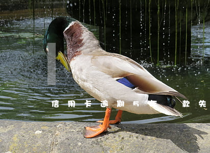 信用卡逾期5年還款失敗