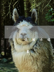 信用卡逾期5年還要還嗎(信用卡逾期5年還要還嗎)