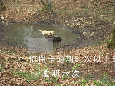信用卡逾期5次以上(五年內(nèi)信用卡逾期六次)