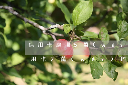 信用卡逾期5萬(wàn)拘留多久(逾期信用卡2萬(wàn)拘留多久)