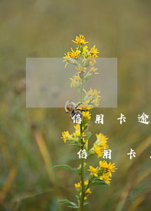 信用卡逾期5萬(wàn)還200有用嗎(信用卡2000逾期五年要還多少)