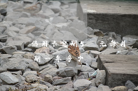 信用卡逾期5萬元每月還款(欠五萬信用卡逾期一年多少錢)