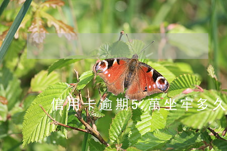 信用卡逾期5萬坐牢多久