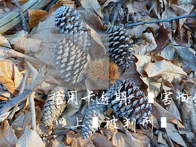 信用卡逾期5萬害怕坐牢(信用卡逾期五萬元以上會被判刑嗎?)