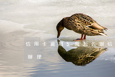 信用卡逾期5萬怎么辦(信用卡逾期5萬怎么辦理)