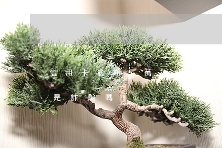 信用卡逾期5萬詐騙罪幾年(逾期超過5萬就是詐騙嗎)