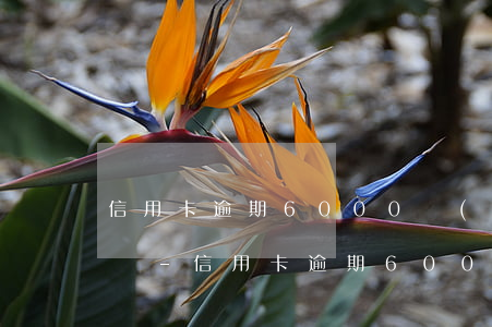 信用卡逾期6000會(huì)被起訴嗎嗎-信用卡逾期6000會(huì)被起訴嗎嗎會(huì)坐牢嗎