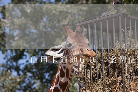 信用卡逾期60個案例(信用卡逾期真實案例)