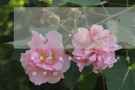 信用卡逾期60天說外訪(信用卡逾期60天說外訪)