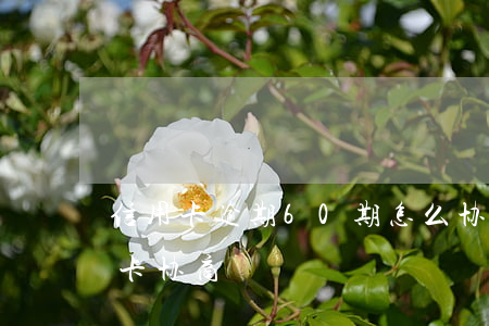 信用卡逾期60期怎么协商(逾期很久的信用卡协商)
