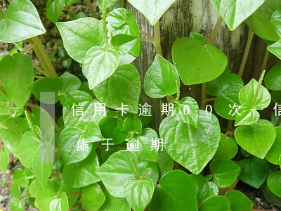 信用卡逾期60次-信用卡6個(gè)月處于逾期