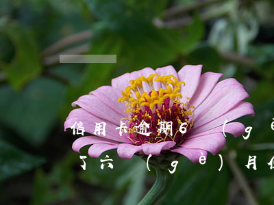 信用卡逾期6個(gè)月不還(信用卡逾期了六個(gè)月但全部還清會(huì)怎么樣)