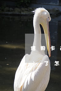 信用卡逾期6個(gè)月被凍結(jié)了怎么辦-信用卡逾期6個(gè)月被凍結(jié)了怎么辦呢