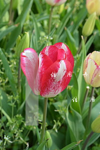 信用卡逾期6個(gè)月還款后還能用嗎-信用卡逾期6個(gè)月還款后還能用嗎知乎