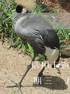 信用卡逾期6個月后誰催收(欠信用卡6千逾期三個月)