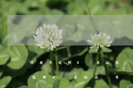 信用卡逾期6個月征信會有問題嗎-信用卡逾期6個月征信會有問題嗎怎么辦