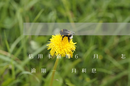 信用卡逾期6個月沒錢怎么處理(6萬信用卡逾期一個月利息)
