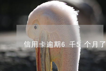 信用卡逾期6千5个月了