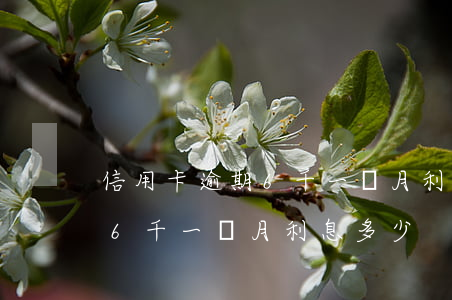 信用卡逾期6千一個月利息多少(信用卡逾期6千一個月利息多少)