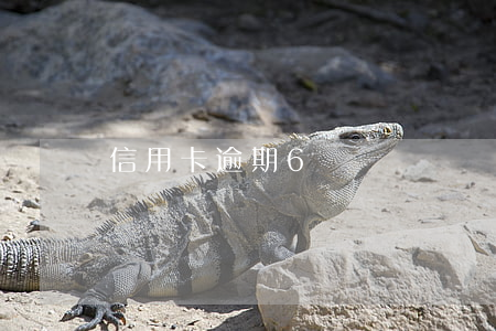 信用卡逾期6塊錢