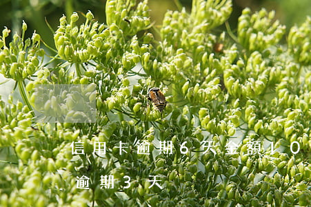 信用卡逾期6天金額10元(信用卡10塊錢逾期3天)