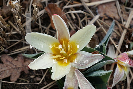 信用卡逾期6年為什么法院沒(méi)起訴-信用卡逾期6年為什么法院沒(méi)起訴呢
