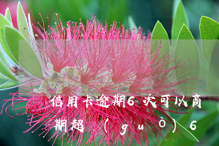 信用卡逾期6次可以商業(yè)貸款嗎 逾期超過(guò)6個(gè)月以上的信用卡,該如何處理?