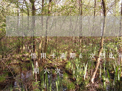 信用卡逾期6次怎么補(bǔ)救(信用卡逾期六次)