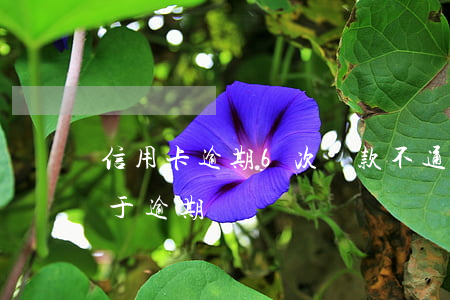信用卡逾期6次貸款不通過(信用卡6個月處于逾期)
