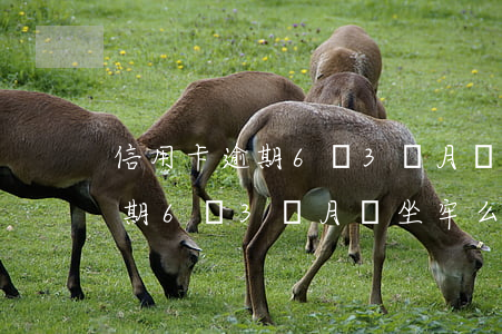 信用卡逾期6萬3個月會坐牢么-信用卡逾期6萬3個月會坐牢么嗎