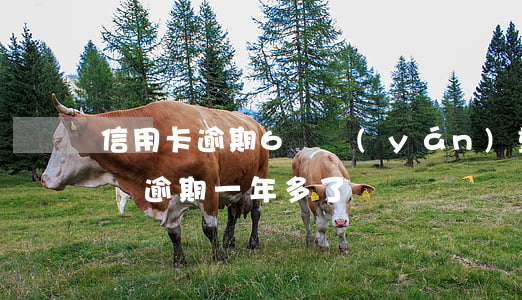 信用卡逾期6萬嚴(yán)重嗎(信用卡6萬逾期一年多了)
