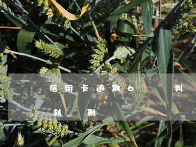 信用卡逾期6萬會判幾刑(信用卡逾期6萬會判幾刑)