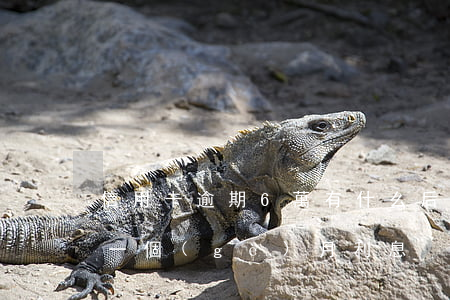 信用卡逾期6萬有什么后果(6萬信用卡逾期一個(gè)月利息)