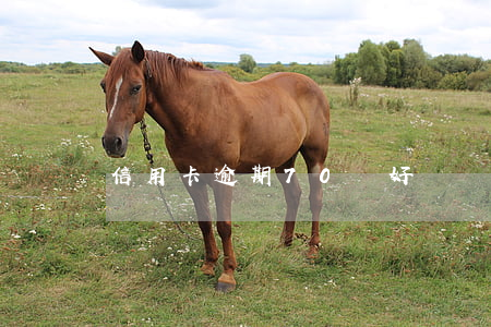 信用卡逾期70條(好幾個銀行信用卡逾期)