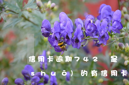 信用卡逾期742億是誰(shuí)說(shuō)的 有信用卡逾期