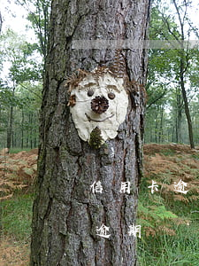 信用卡逾期756億是真的嗎 十多張信用卡逾期