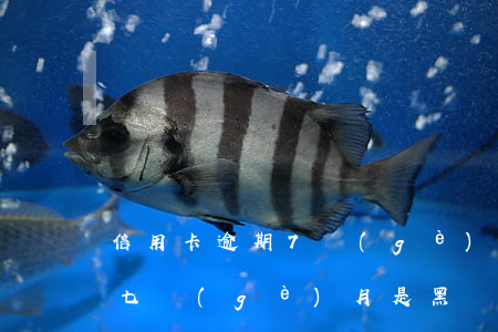 信用卡逾期7個(gè)月黑戶嗎(征信逾期七個(gè)月是黑戶嗎)