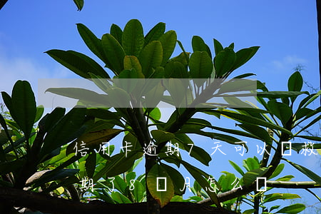 信用卡逾期7天可以補救(欠了信用卡3萬逾期了8個月怎么辦)