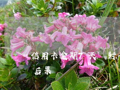 信用卡逾期7天會封卡嗎(信用卡逾期七個月后果)