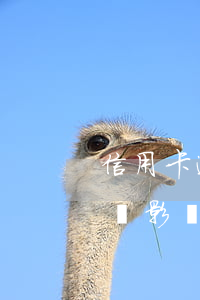 信用卡逾期7天會掛2么(信用卡逾期了7天會影響征信嗎)
