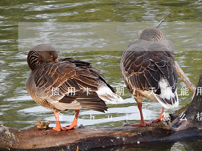 信用卡逾期7天還能用不(信用卡逾期六七天會(huì)怎么樣)