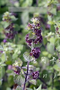信用卡逾期7怎么辦 8張信用卡全部嚴(yán)重逾期了怎么辦
