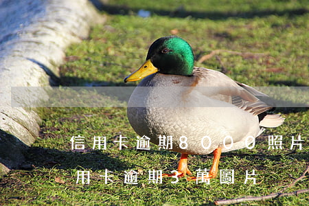 信用卡逾期8000照片(真實(shí)信用卡逾期3萬圖片)