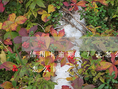 信用卡逾期87天怎么辦(信用卡逾期87天怎么辦)