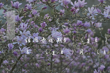 信用卡逾期8個(gè)月后果(信用卡逾期8個(gè)月會(huì)怎樣)
