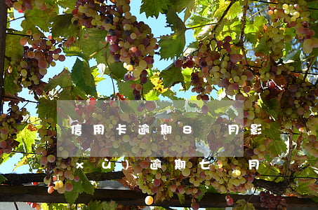 信用卡逾期8個月影響貸款嗎(信用貸連續(xù)逾期七個月)