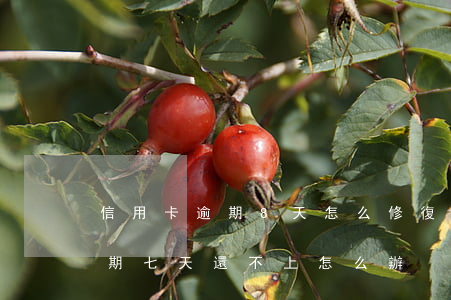 信用卡逾期8天怎么修復(fù)(信用卡逾期七天還不上怎么辦)