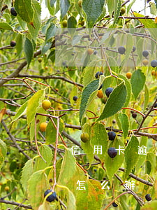 信用卡逾期8天怎么處理(信用卡逾期八個月怎么辦)